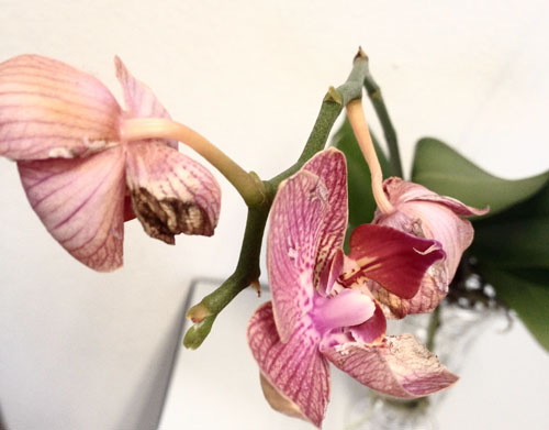 how much water do you give an orchid plant, what is the best way to water an orchid, where to put orchids outside, how to water orchids, how much light do orchids need indoors, how to look after orchids, easiest orchids to grow indoors, orchid south facing window