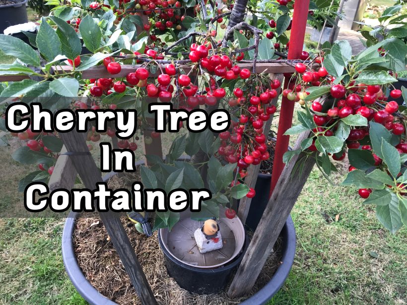 Cherry tree, cherry fruit, fruit trees, fruit garden, How to Plant Fruit Trees?When to Plant Fruit Trees?What is the name of all fruits? fruit types, fruits name, fruits, fruits garden, how to grow a fruit tree.