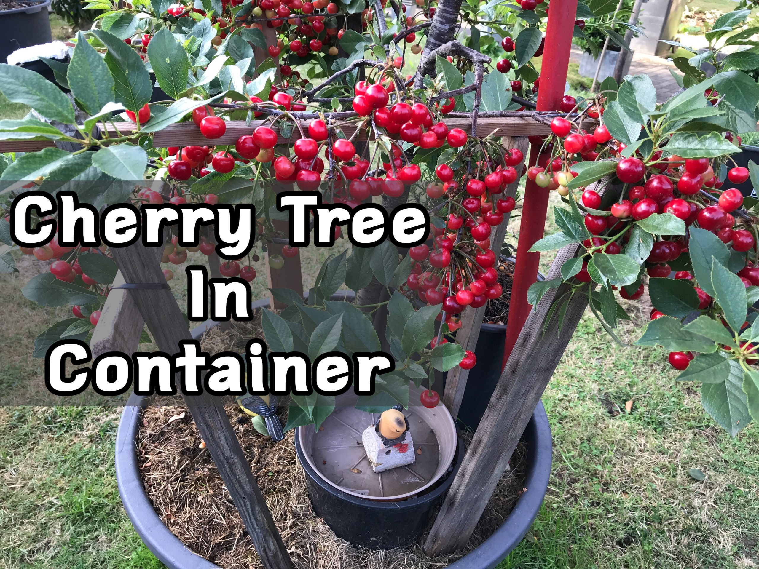 Grow Cherry Tree in Containers