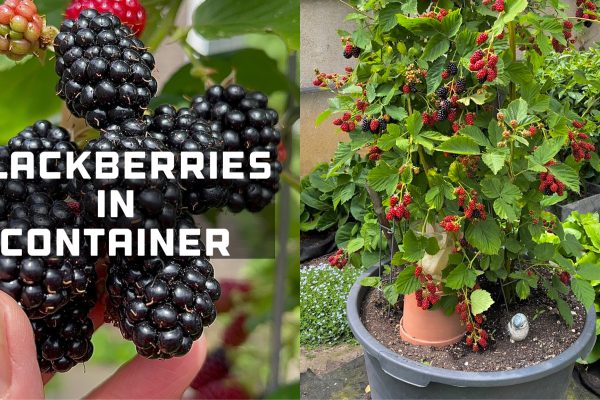 Blackberry plant, blackberries fruit