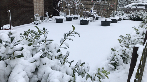 winter season, snow, winter garden, container garden, gardening, garden, fruits garden, fruit tree, fruits to grow in pots, easy fruit to grow