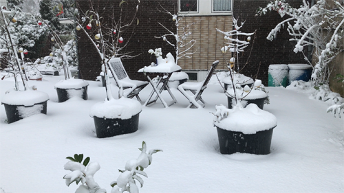winter season, snow, winter garden, container garden, gardening, garden, fruits garden, fruit tree, fruits to grow in pots, easy fruit to grow