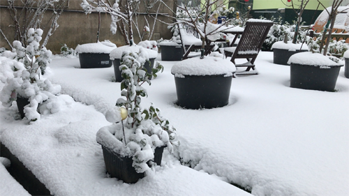 winter season, snow, winter garden, container garden, gardening, garden, fruits garden, fruit tree, fruits to grow in pots, easy fruit to grow
