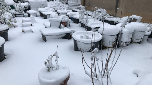 winter season, snow, winter garden, container garden, gardening, garden, fruits garden, fruit tree, fruits to grow in pots, easy fruit to grow