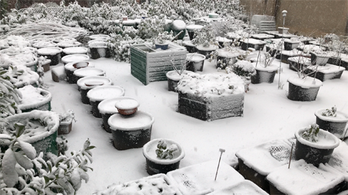 winter season, snow, winter garden, container garden, gardening, garden, fruits garden, fruit tree, fruits to grow in pots, easy fruit to grow