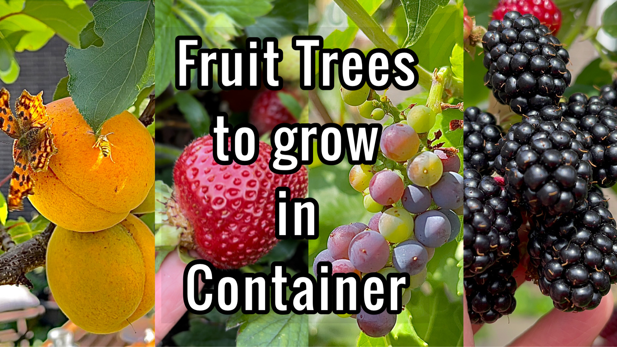 Best Fruit Trees to grow in pots and containers