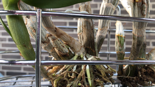 how to grow orchids, orchids growing, Orchid care, orchid new spike care, how to look after orchids, orchid care for beginners, orchid losing flowers, water culture orchids, hydroponic orchids, orchid cutting, double spike orchid, orchid growing roots in the air, unhealthy orchid roots, pruning orchids, do you trim orchid stems, when do orchids bloom indoors, orchids care, orchid care sunlight, orchid root care, 
