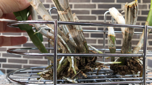 how to grow orchids, orchids growing, Orchid care, orchid new spike care, how to look after orchids, orchid care for beginners, orchid losing flowers, water culture orchids, hydroponic orchids, orchid cutting, double spike orchid, orchid growing roots in the air, unhealthy orchid roots, pruning orchids, do you trim orchid stems, when do orchids bloom indoors, orchids care, orchid care sunlight, orchid root care, 
