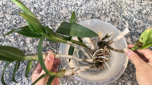 how to grow orchids, orchids growing, Orchid care, orchid new spike care, how to look after orchids, orchid care for beginners, orchid losing flowers, water culture orchids, hydroponic orchids, orchid cutting, double spike orchid, orchid growing roots in the air, unhealthy orchid roots, pruning orchids, do you trim orchid stems, when do orchids bloom indoors, orchids care, orchid care sunlight, orchid root care, 