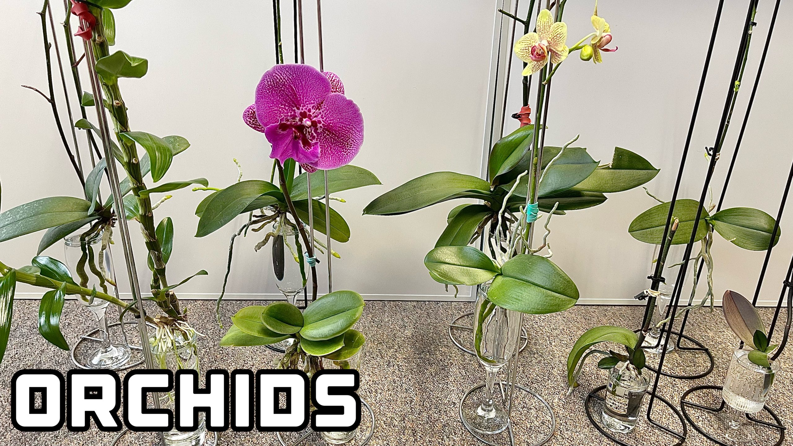 Orchid Care: Take Care Orchid I'll Show You  Secrets and Tips
