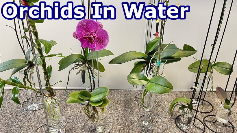 how to grow orchids, orchids growing, Orchid care, orchid new spike care, how to look after orchids, orchid care for beginners, orchid losing flowers, water culture orchids, hydroponic orchids, orchid cutting, double spike orchid, orchid growing roots in the air, unhealthy orchid roots, pruning orchids, do you trim orchid stems, when do orchids bloom indoors, orchids care, orchid care sunlight, orchid root care,