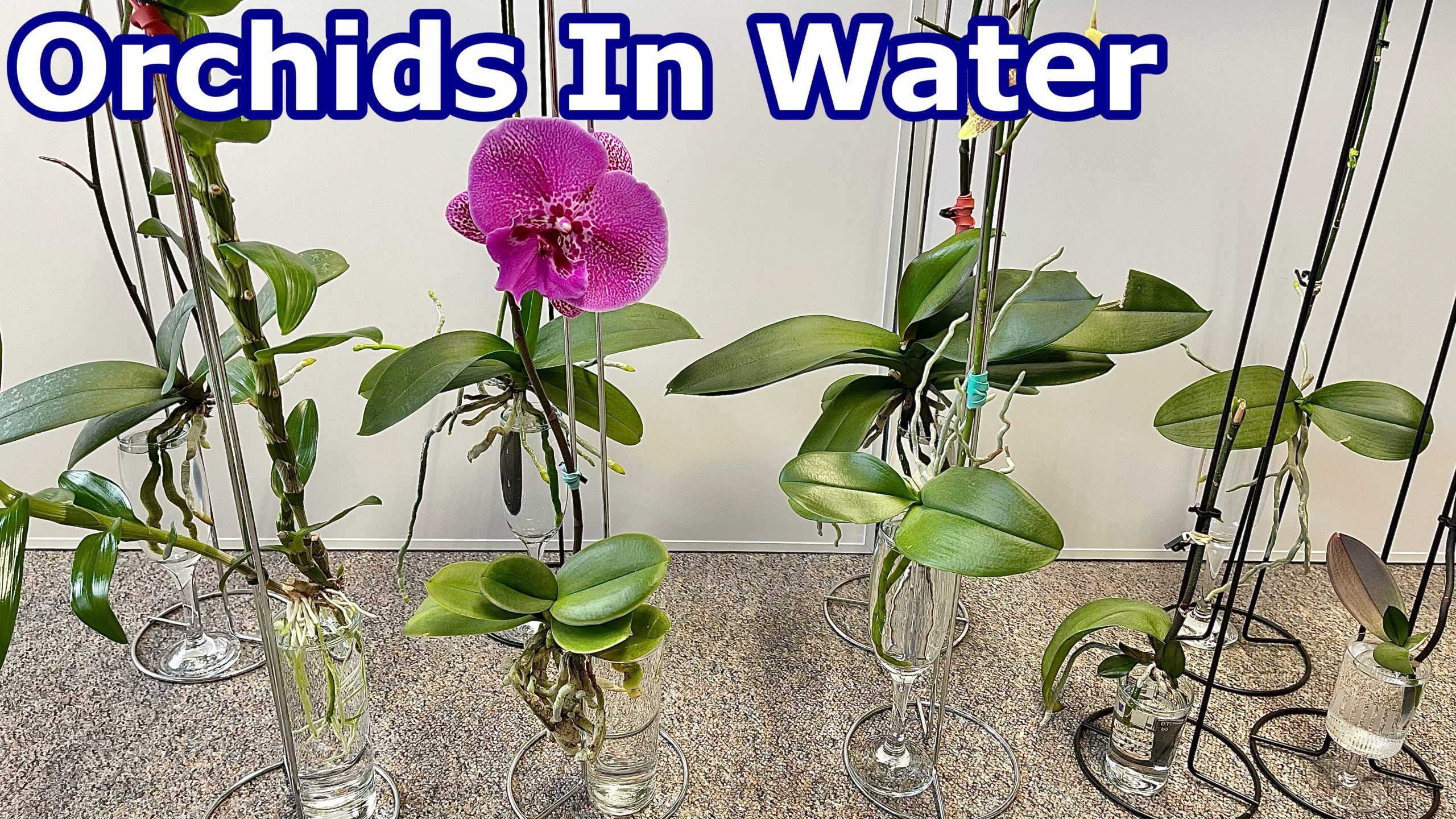 Orchid Care : Growing Orchid in Water