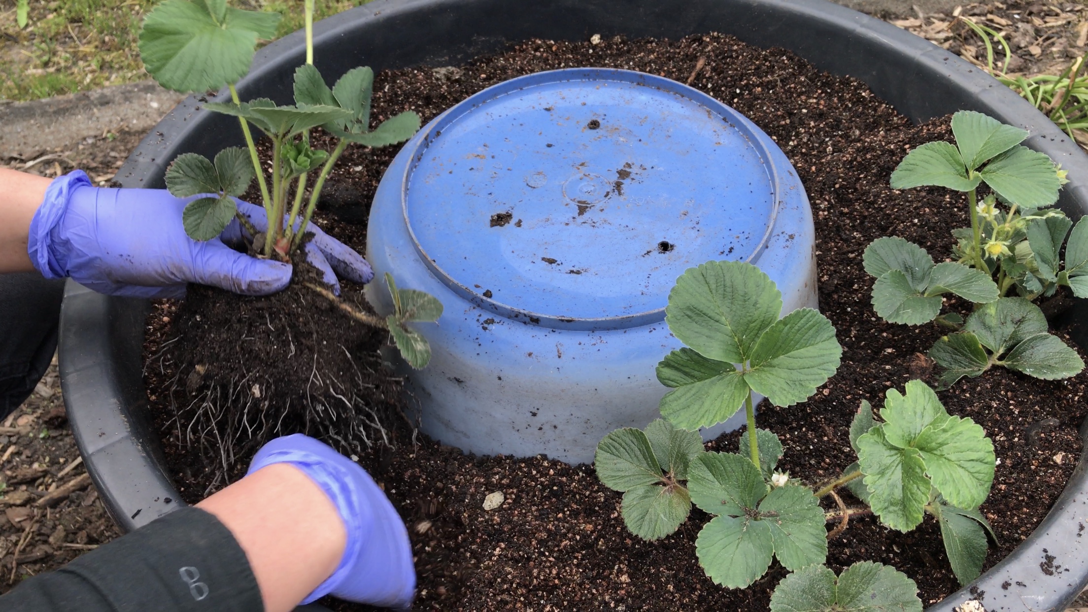 How To Plant Strawberry Runners - Vertical Strawberry Planter