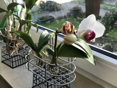 Orchid care, orchid new spike care, how to look after orchids, orchid care for beginners, orchid losing flowers, water culture orchids, hydroponic orchids, orchid cutting, double spike orchid, orchid growing roots in the air, unhealthy orchid roots, pruning orchids, do you trim orchid stems, when do orchids bloom indoors