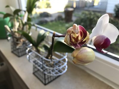 Orchid care, orchid new spike care, how to look after orchids, orchid care for beginners, orchid losing flowers, water culture orchids, hydroponic orchids, orchid cutting, double spike orchid, orchid growing roots in the air, unhealthy orchid roots, pruning orchids, do you trim orchid stems, when do orchids bloom indoors