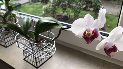 Orchid care, orchid new spike care, how to look after orchids, orchid care for beginners, orchid losing flowers, water culture orchids, hydroponic orchids, orchid cutting, double spike orchid, orchid growing roots in the air, unhealthy orchid roots, pruning orchids, do you trim orchid stems, when do orchids bloom indoors