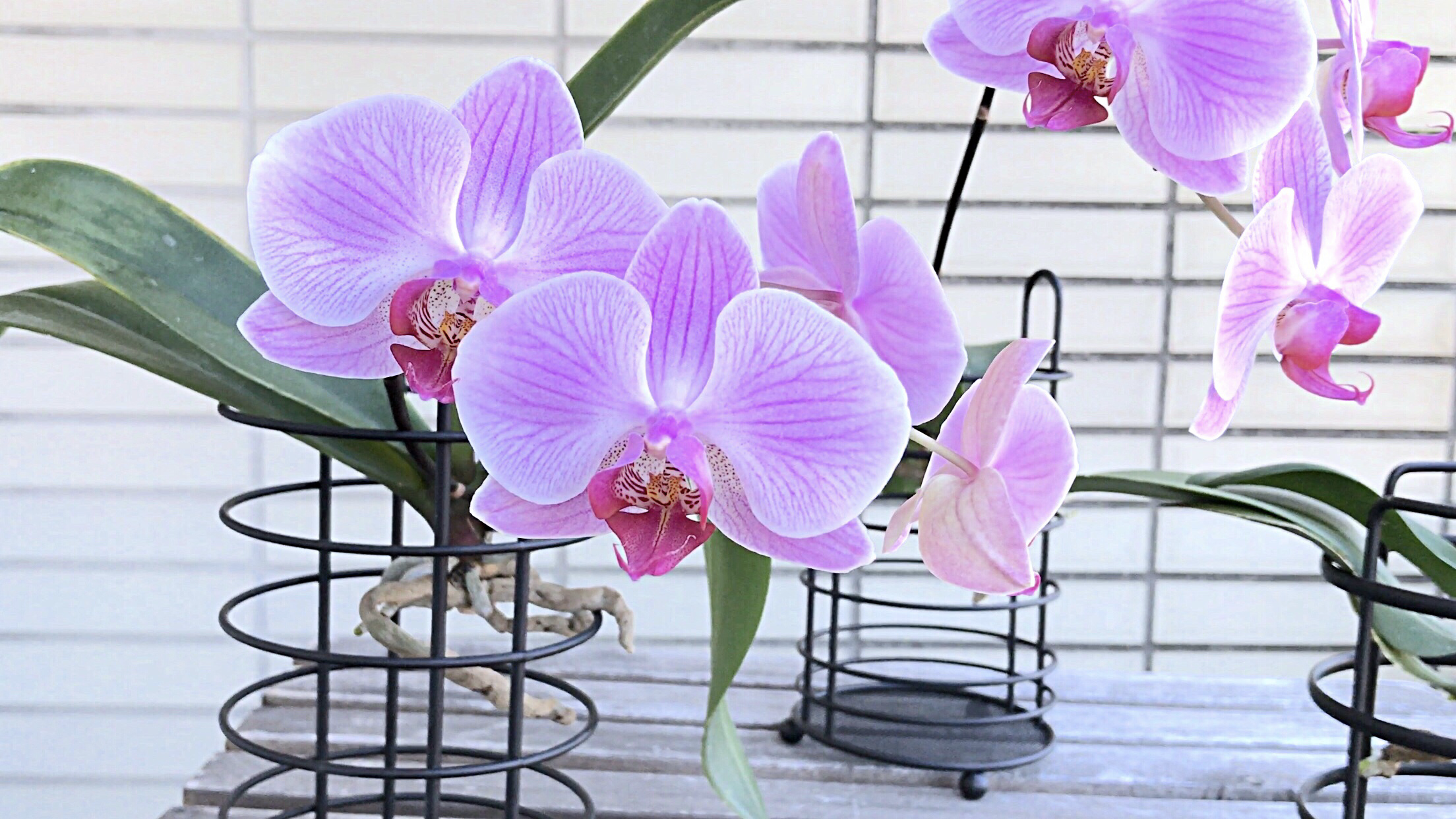 Orchid care, orchid new spike care, how to look after orchids, orchid care for beginners, orchid losing flowers, water culture orchids, hydroponic orchids, orchid cutting, double spike orchid, orchid growing roots in the air, unhealthy orchid roots, pruning orchids, do you trim orchid stems, when do orchids bloom indoors