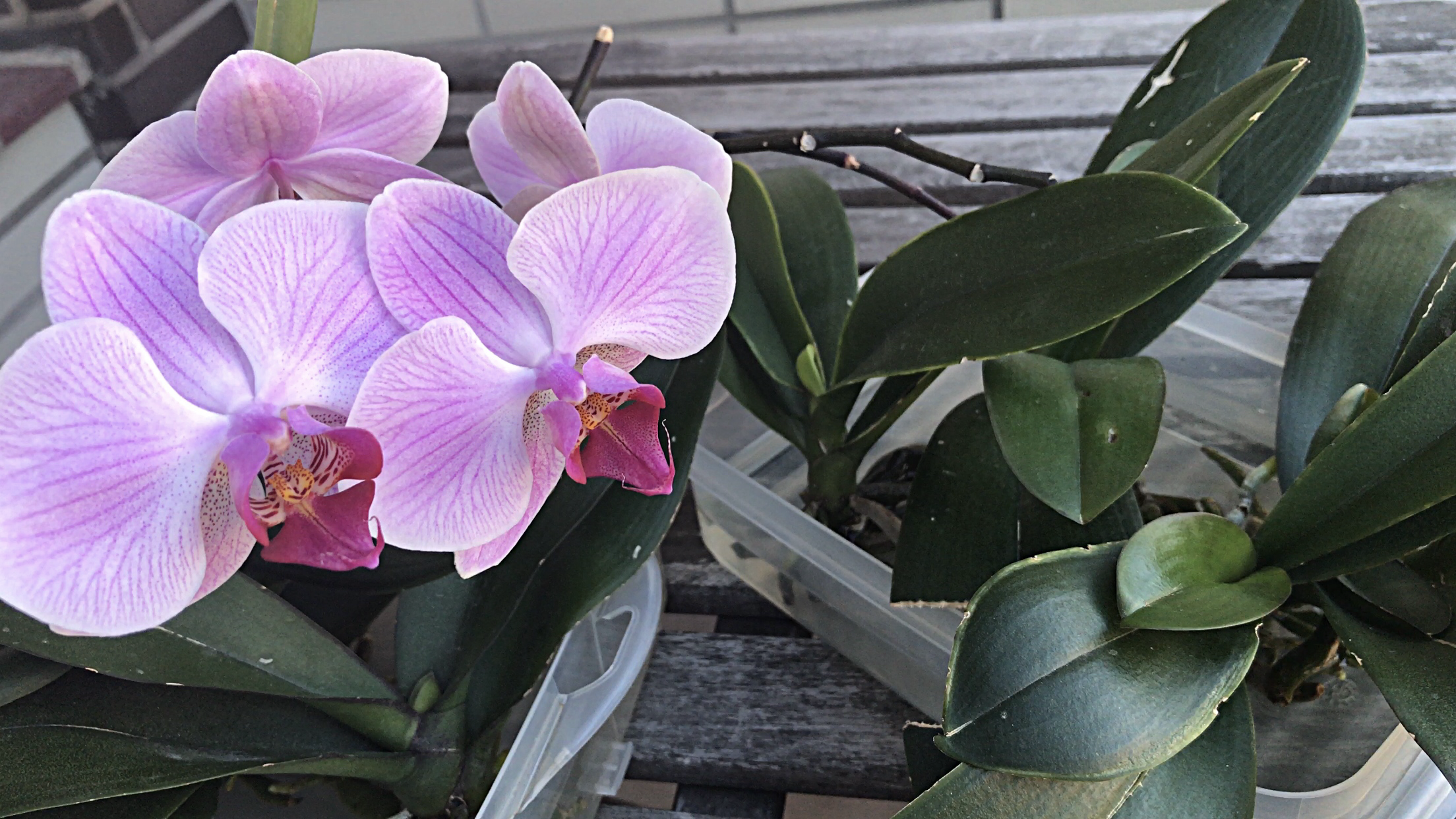 Orchid care, orchid new spike care, how to look after orchids, orchid care for beginners, orchid losing flowers, water culture orchids, hydroponic orchids, orchid cutting, double spike orchid, orchid growing roots in the air, unhealthy orchid roots, pruning orchids, do you trim orchid stems, when do orchids bloom indoors