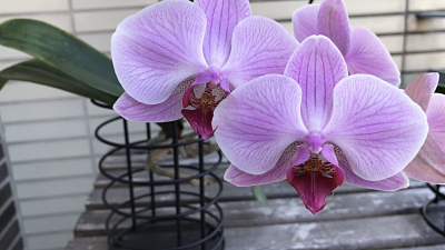 Orchid care, orchid new spike care, how to look after orchids, orchid care for beginners, orchid losing flowers, water culture orchids, hydroponic orchids, orchid cutting, double spike orchid, orchid growing roots in the air, unhealthy orchid roots, pruning orchids, do you trim orchid stems, when do orchids bloom indoors