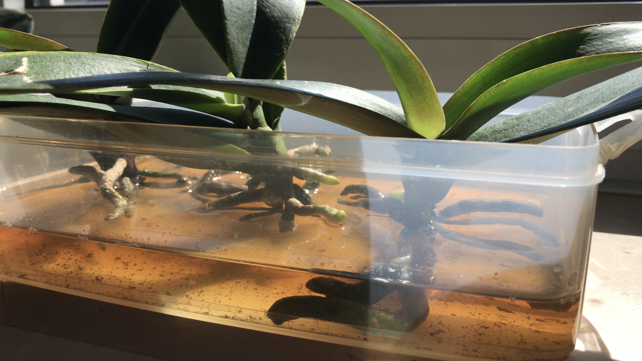 Orchid care, orchid new spike care, how to look after orchids, orchid care for beginners, orchid losing flowers, water culture orchids, hydroponic orchids, orchid cutting, double spike orchid, orchid growing roots in the air, unhealthy orchid roots, pruning orchids, do you trim orchid stems, when do orchids bloom indoors