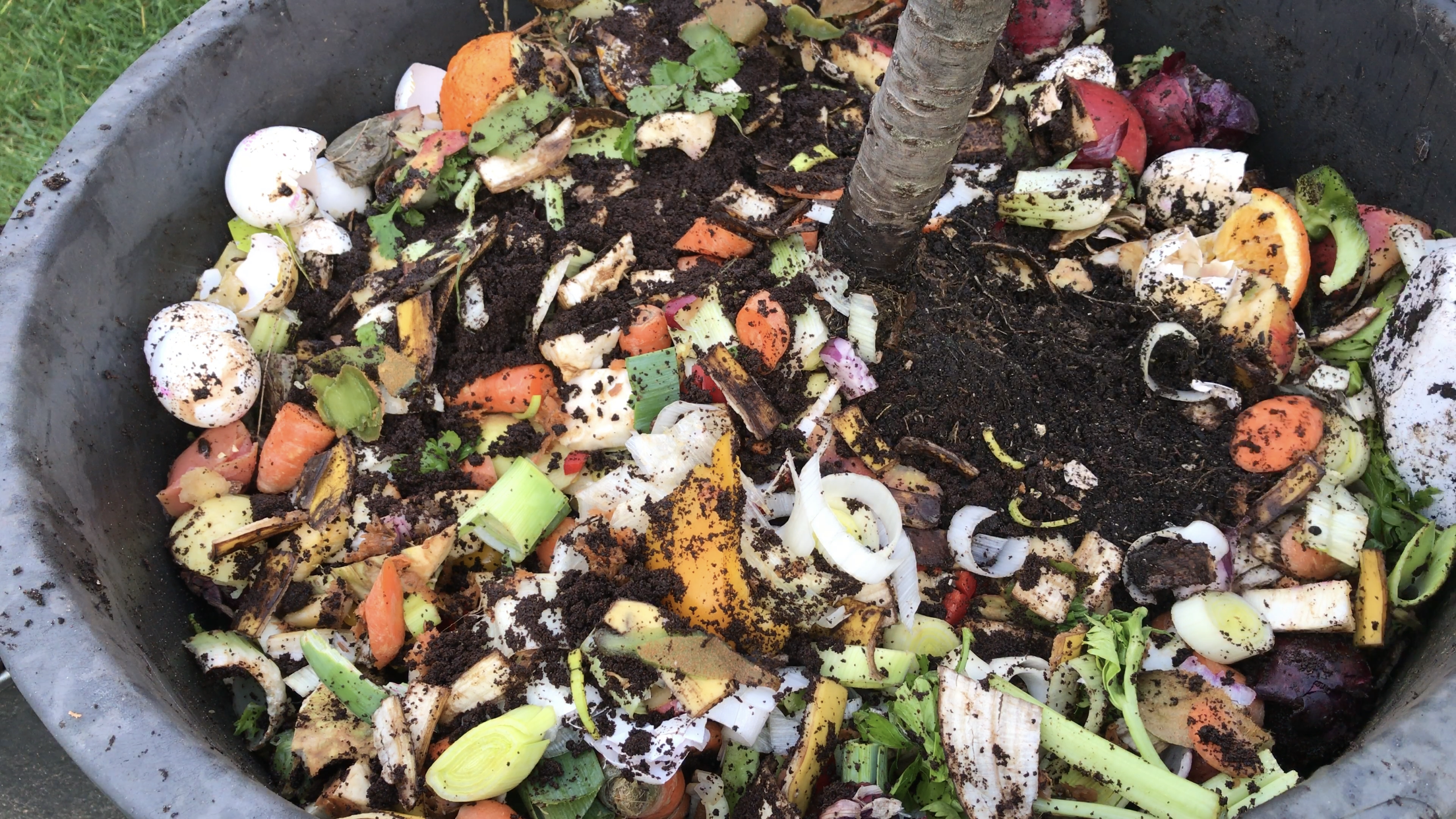 what is the best fertilizer for fruit trees, Fertilizer for fruit trees in containers, What fertilizer is best for trees, How do you feed organic fruit trees