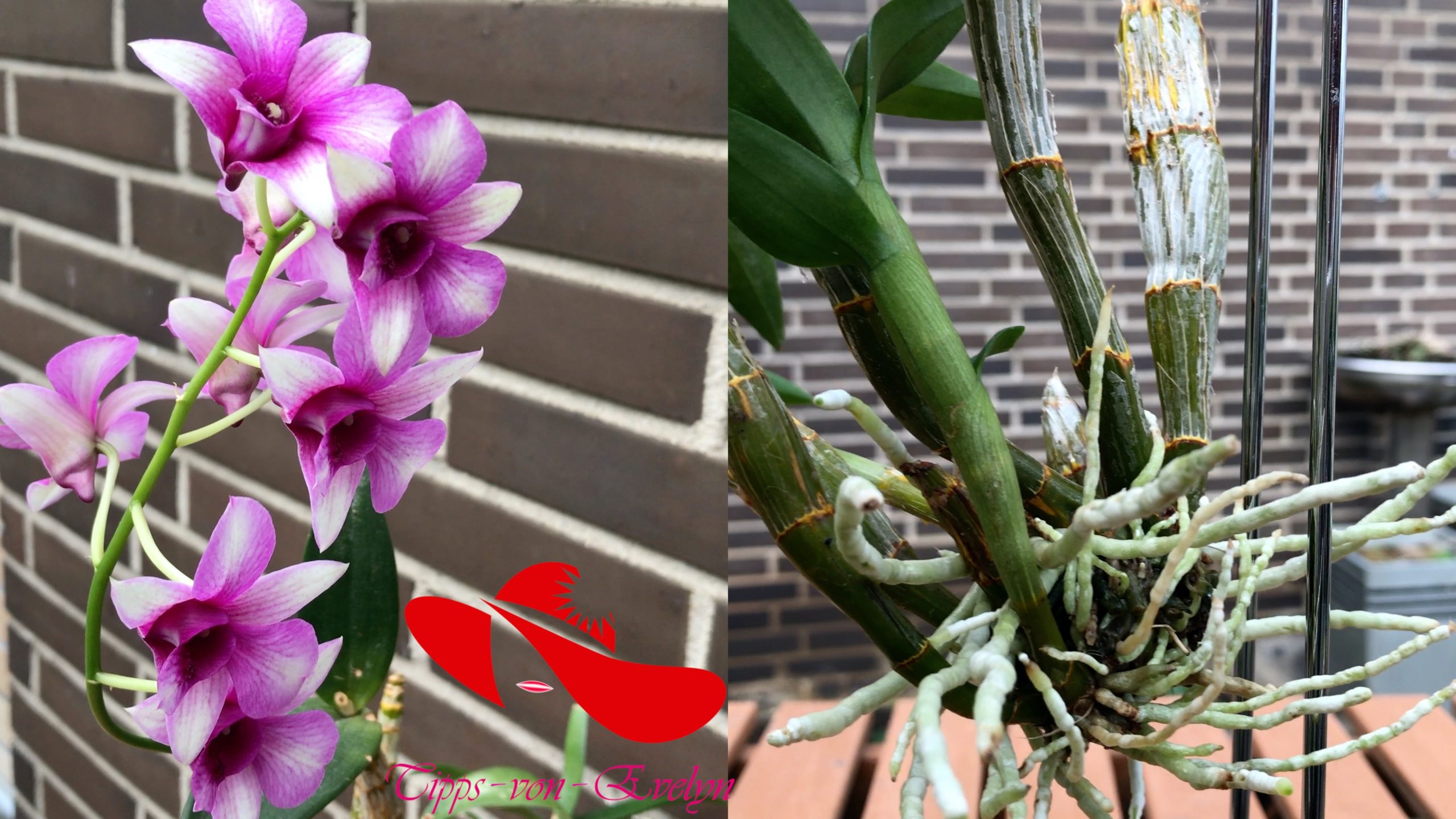 How to Grow Orchids, Growing Orchids, Orchid Care