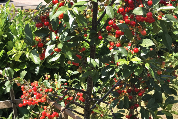 Cherry fruit tree, cherry tree, cherry fruit, fruit trees, fruit garden, How to Plant Fruit Trees?When to Plant Fruit Trees?What is the name of all fruits? fruit types, fruits name, fruits, fruits garden, how to grow a fruit tree. cherry blossom. Where do cherry trees grow best,Do I need 2 cherry trees to get fruit,How long does it take for a cherry tree to bear fruit,Which cherry tree is best,How long does it take to grow a cherry tree,how to grow cherry tree