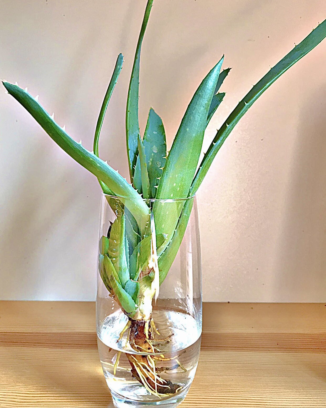 Aloe vera plant, aloe care, aloe in water, grow aloe, propagate aloe, How often should you water your aloe vera plant, How to regrow Aloe Vera plant, How to care for Aloe Vera plant inside, How to replant Aloe Vera plant, How to repot Aloe Vera, How to split an Aloe Vera plant