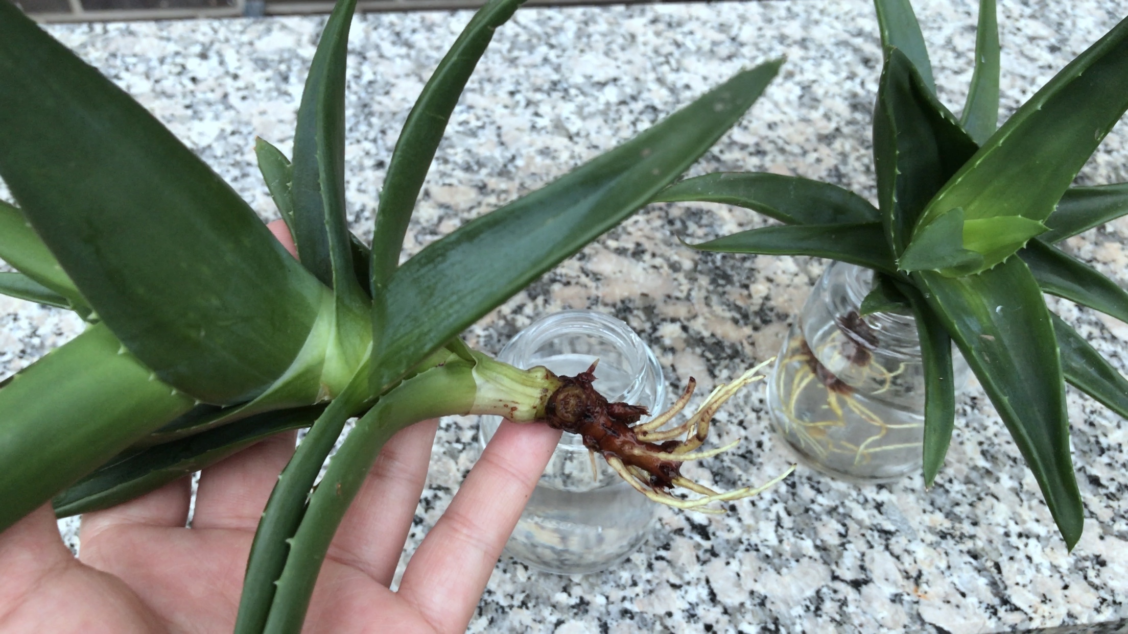 Aloe vera plant, aloe care, aloe in water, grow aloe, propagate aloe, How often should you water your aloe vera plant, How to regrow Aloe Vera plant, How to care for Aloe Vera plant inside, How to replant Aloe Vera plant, How to repot Aloe Vera, How to split an Aloe Vera plant