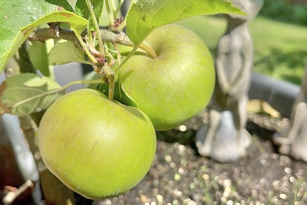 Apple tree, green apples, apple fruit, fruit trees, fruit garden, How to Plant Fruit Trees?When to Plant Fruit Trees?List of fruits,What is the name of all fruits? fruit types, fruits name, fruits, fruits garden, how to grow a fruit tree.