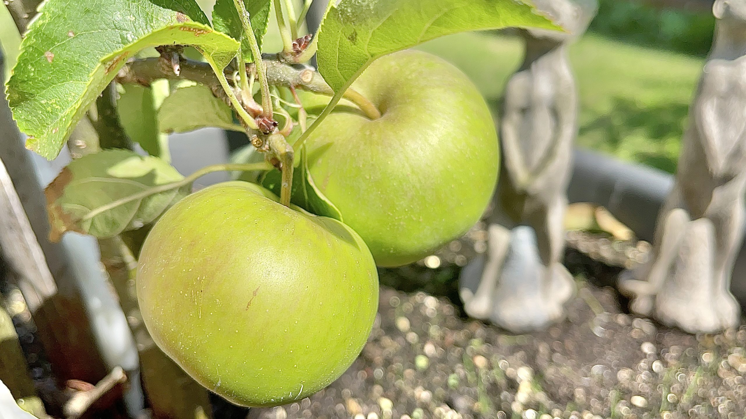 How to Grow an Apple Trees in Container