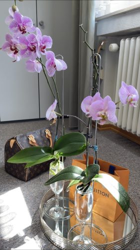 orchid care, orchid flower, orchid plants,orchid rebloom, orchid care for beginners, orchid water culture, repotting orchids, watering orchids, how to grow orchids,When will an orchid flower again?What to do after Phalaenopsis blooms fall?What to do with new orchid roots,How much sunlight does an orchid need?where to cut an orchid spike after blooming?How to fertilize orchids?How to water orchids?