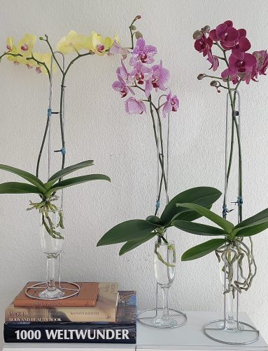 orchid care, orchid flower, orchid plants,orchid rebloom, orchid care for beginners, orchid water culture, repotting orchids, watering orchids, how to grow orchids,When will an orchid flower again?What to do after Phalaenopsis blooms fall?What to do with new orchid roots,How much sunlight does an orchid need?where to cut an orchid spike after blooming?How to fertilize orchids?How to water orchids?