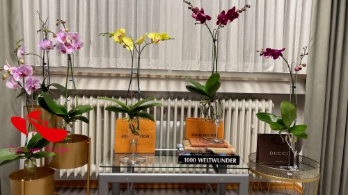 orchid care, orchid flower, orchid plants,orchid rebloom, orchid care for beginners, orchid water culture, repotting orchids, watering orchids, how to grow orchids,When will an orchid flower again?What to do after Phalaenopsis blooms fall?What to do with new orchid roots,How much sunlight does an orchid need?where to cut an orchid spike after blooming?How to fertilize orchids?How to water orchids?