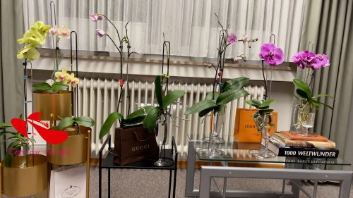 orchid care, orchid flower, orchid plants,orchid rebloom, orchid care for beginners, orchid water culture, repotting orchids, watering orchids, how to grow orchids,When will an orchid flower again?What to do after Phalaenopsis blooms fall?What to do with new orchid roots,How much sunlight does an orchid need?where to cut an orchid spike after blooming?How to fertilize orchids?How to water orchids?