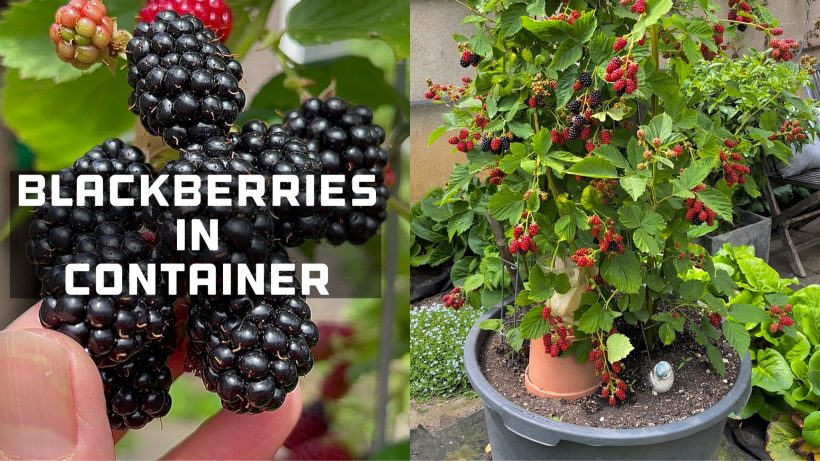 Blackberry plant, blackberries fruit