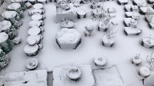 winter season, snow, winter garden, container garden, gardening, garden, fruits garden, fruit tree, fruits to grow in pots, easy fruit to grow
