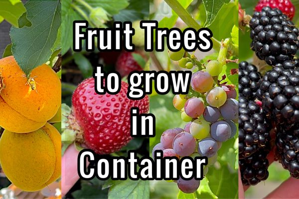 Fruit Trees, Fruit garden