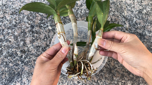how to grow orchids, orchids growing, Orchid care, orchid new spike care, how to look after orchids, orchid care for beginners, orchid losing flowers, water culture orchids, hydroponic orchids, orchid cutting, double spike orchid, orchid growing roots in the air, unhealthy orchid roots, pruning orchids, do you trim orchid stems, when do orchids bloom indoors, orchids care, orchid care sunlight, orchid root care, 