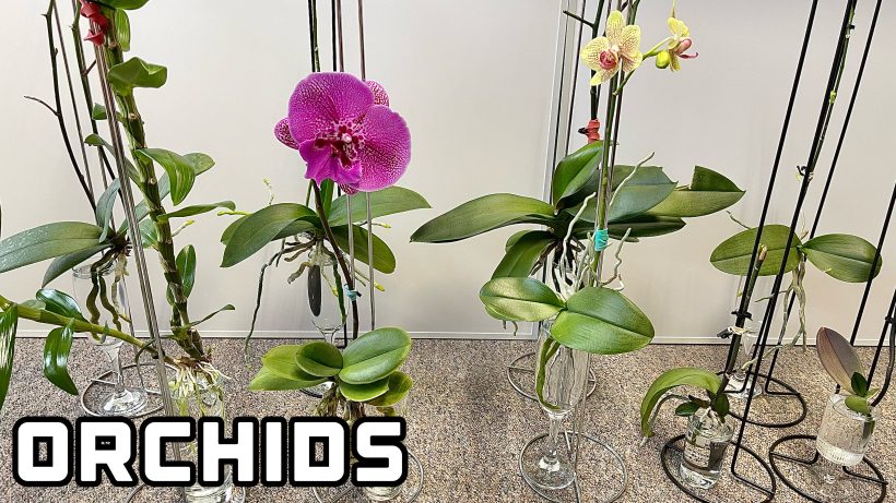 orchid care, orchid flower, orchid plants,orchid rebloom, orchid care for beginners, orchid water culture, repotting orchids, watering orchids, how to grow orchids,When will an orchid flower again?What to do after Phalaenopsis blooms fall?What to do with new orchid roots,How much sunlight does an orchid need?where to cut an orchid spike after blooming?How to fertilize orchids?How to water orchids?