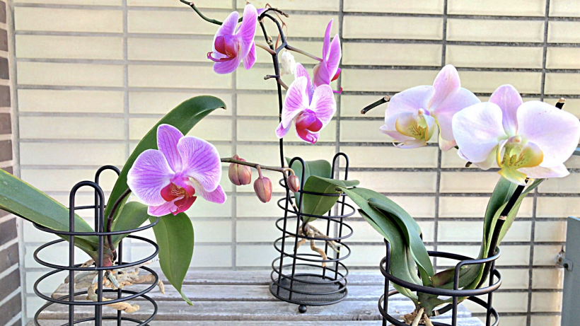 how to grow orchids, growing orchid, orchid care, orchid flowers, moth orchid, expert secrets, phalaenopsis orchids, orchids plants, ultimate guide, simple secrets, amazing orchids, beautiful orchids, 