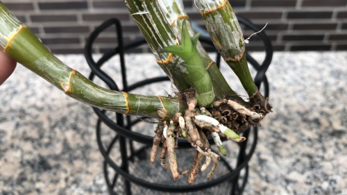 how to grow orchids, orchids growing, Orchid care, orchid new spike care, how to look after orchids, orchid care for beginners, orchid losing flowers, water culture orchids, hydroponic orchids, orchid cutting, double spike orchid, orchid growing roots in the air, unhealthy orchid roots, pruning orchids, do you trim orchid stems, when do orchids bloom indoors, orchids care, orchid care sunlight, orchid root care, 