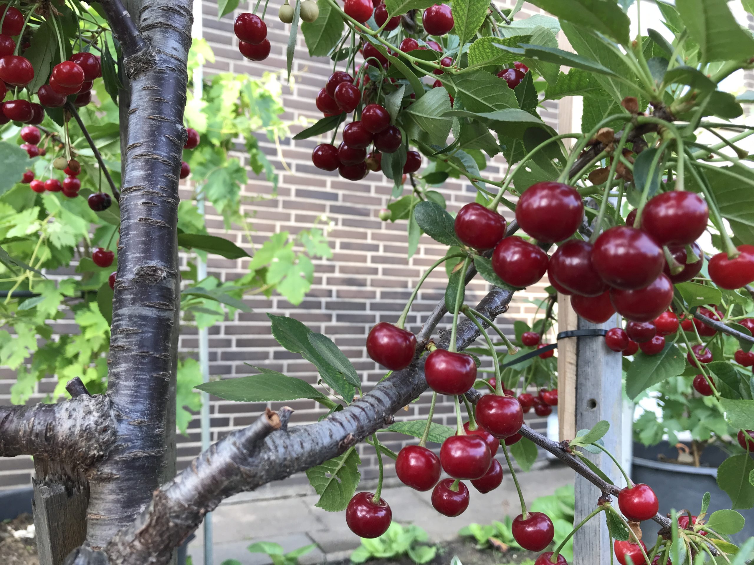 Cherry fruit tree, cherry tree, cherry fruit, fruit trees, fruit garden, How to Plant Fruit Trees?When to Plant Fruit Trees?What is the name of all fruits? fruit types, fruits name, fruits, fruits garden, how to grow a fruit tree. cherry blossom. Where do cherry trees grow best,Do I need 2 cherry trees to get fruit,How long does it take for a cherry tree to bear fruit,Which cherry tree is best,How long does it take to grow a cherry tree,how to grow cherry tree
