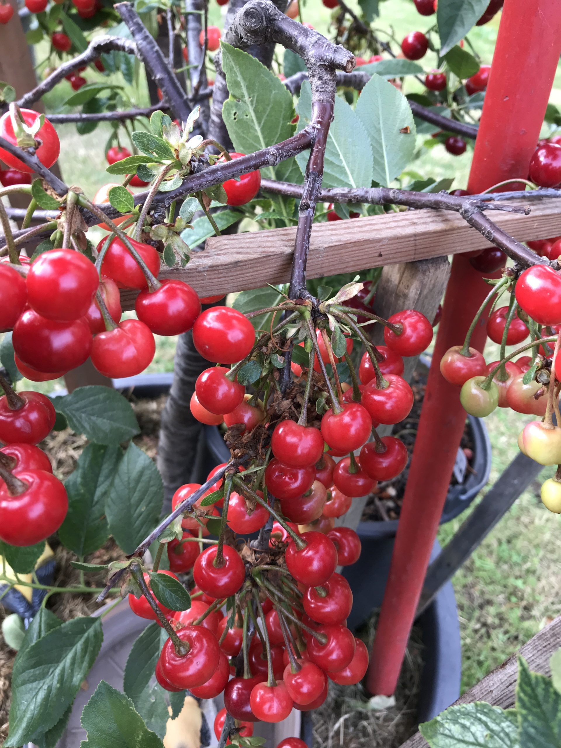 How to Plant, Grow, and Care For Fruit Bearing Cherry Trees,
Cherry Trees: How to Plant, Grow, and Harvest Cherries, How to Grow Cherries, Complete Growing Guide and Harvest, Pruning Cherry Trees, 
What climate do cherries grow best in, What is the fastest growing fruit tree, do cherry trees produce fruit every year, what time of year do cherry trees produce fruit, how to pollinate cherry tree, do all cherry trees produce fruit, how to prune a cherry tree that has never been pruned