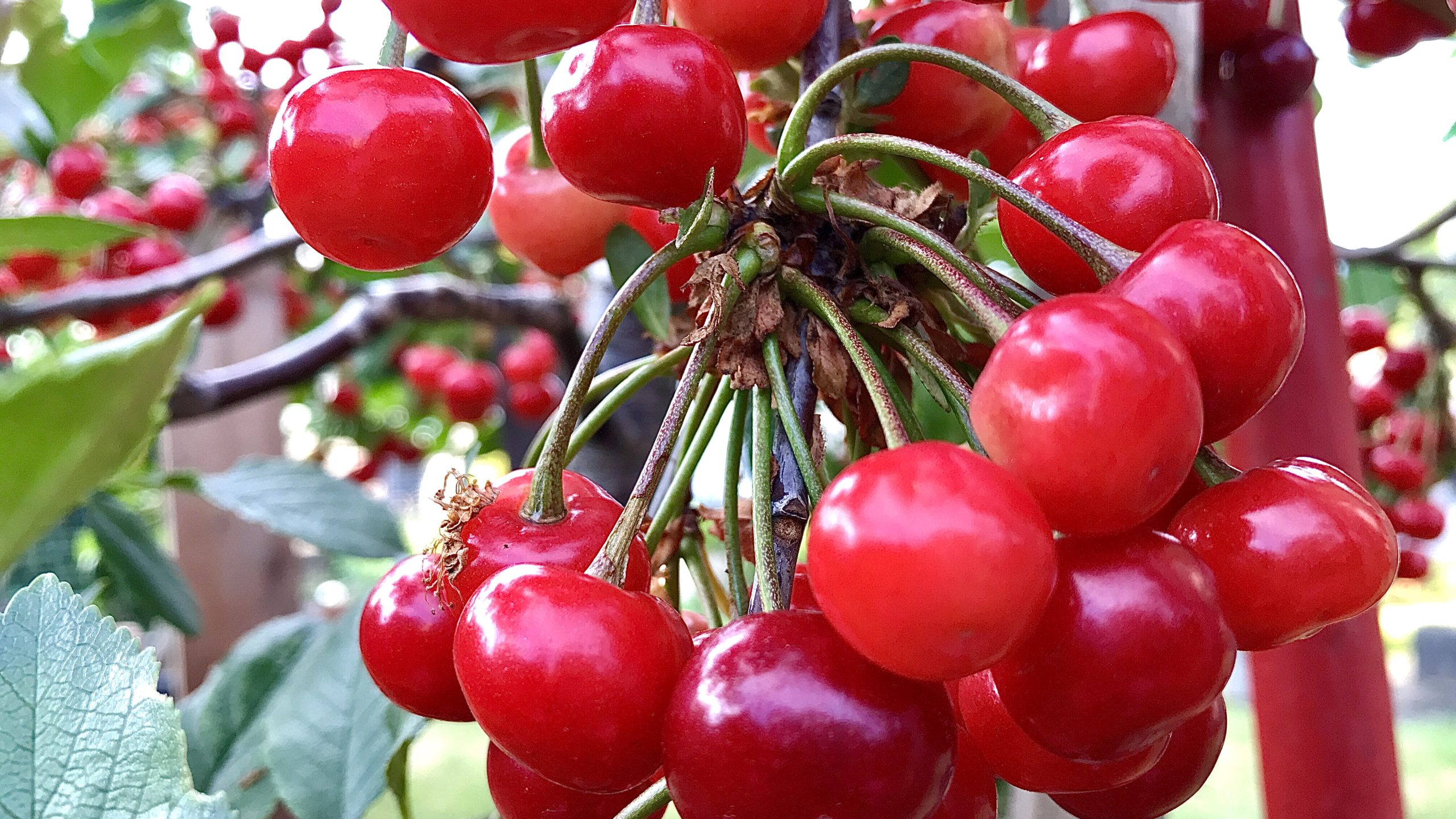 How to Plant, Grow, and Care For Fruit Bearing Cherry Trees,
Cherry Trees: How to Plant, Grow, and Harvest Cherries, How to Grow Cherries, Complete Growing Guide and Harvest, Pruning Cherry Trees, 
What climate do cherries grow best in, What is the fastest growing fruit tree, do cherry trees produce fruit every year, what time of year do cherry trees produce fruit, how to pollinate cherry tree, do all cherry trees produce fruit, how to prune a cherry tree that has never been pruned