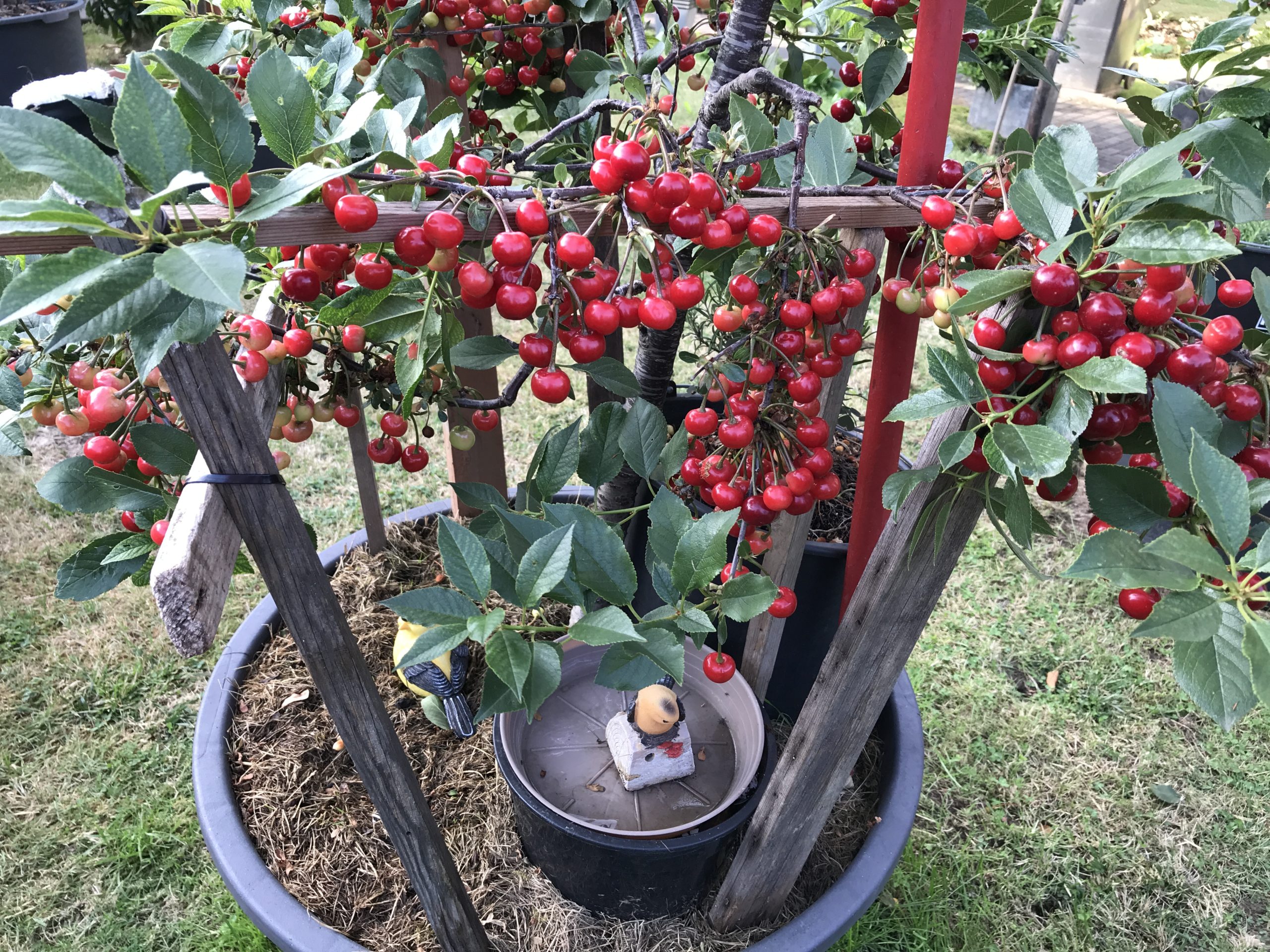 How to Plant, Grow, and Care For Fruit Bearing Cherry Trees,
Cherry Trees: How to Plant, Grow, and Harvest Cherries, How to Grow Cherries, Complete Growing Guide and Harvest, Pruning Cherry Trees, 
What climate do cherries grow best in, What is the fastest growing fruit tree, do cherry trees produce fruit every year, what time of year do cherry trees produce fruit, how to pollinate cherry tree, do all cherry trees produce fruit, how to prune a cherry tree that has never been pruned