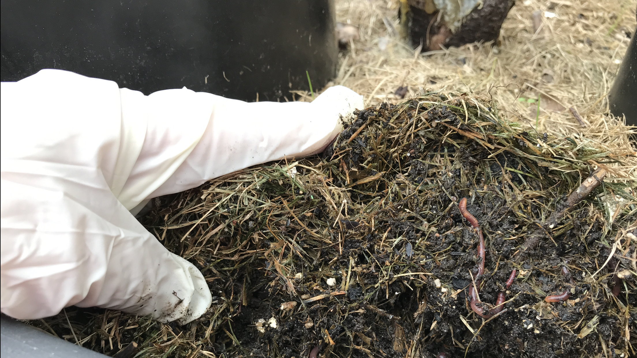 earthworms