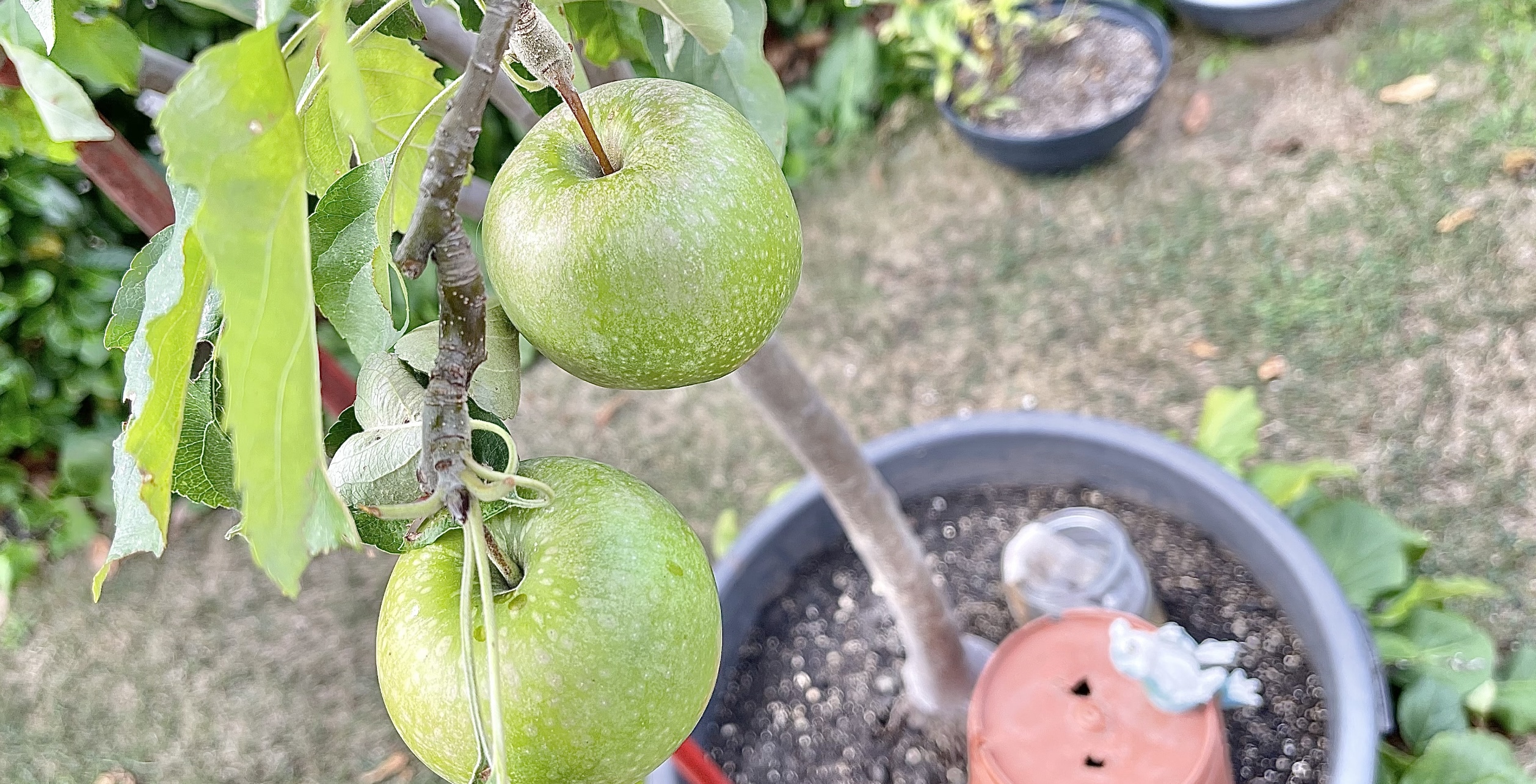 Apple tree, green apples, apple fruit, fruit trees, fruit garden, How to Plant Fruit Trees?When to Plant Fruit Trees?List of fruits,What is the name of all fruits? fruit  types, fruits name, fruits, fruits garden, how to grow a fruit tree.