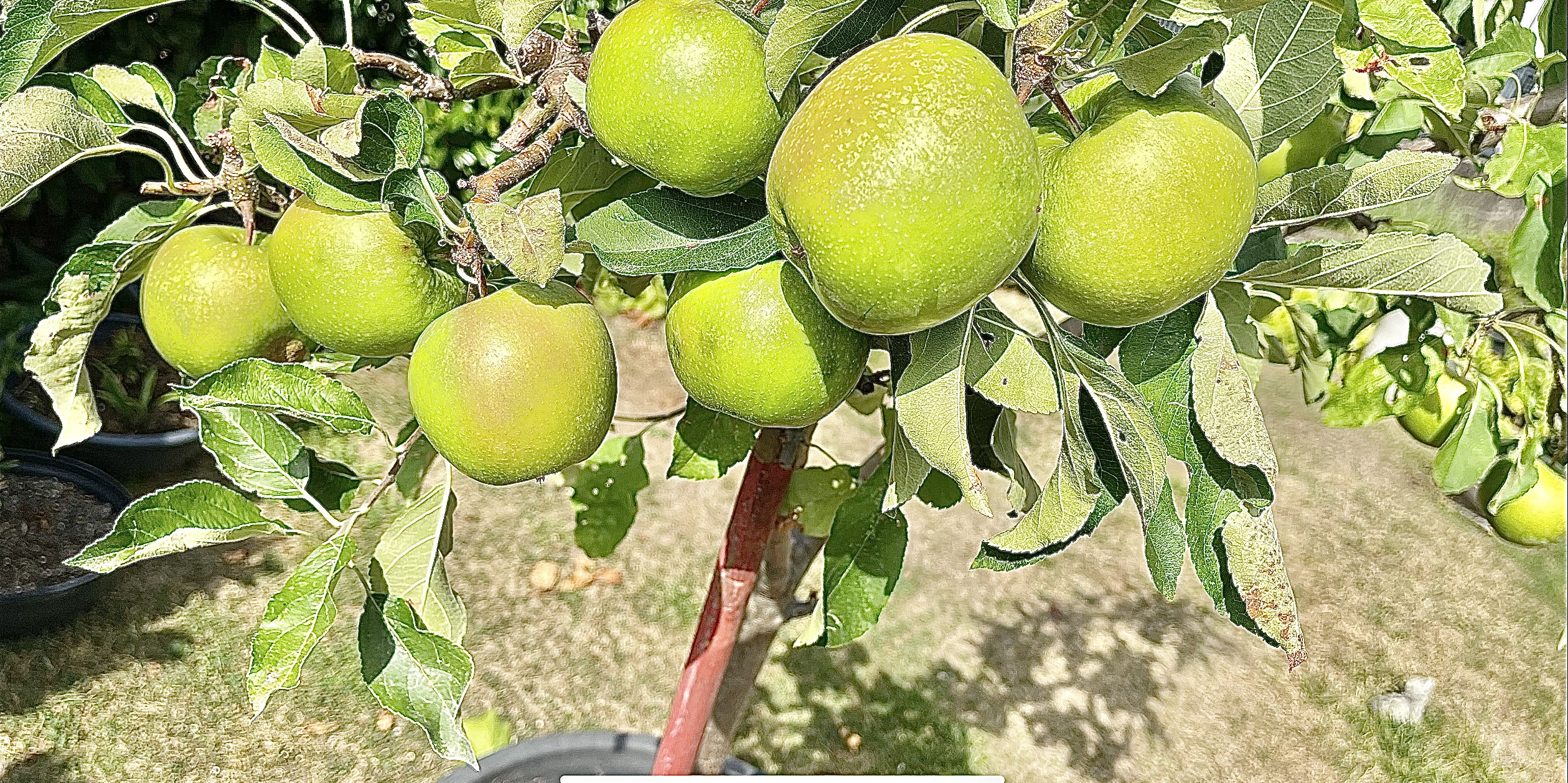 Apple tree, green apples, apple fruit, fruit trees, fruit garden, How to Plant Fruit Trees?When to Plant Fruit Trees?List of fruits,What is the name of all fruits? fruit  types, fruits name, fruits, fruits garden, how to grow a fruit tree.