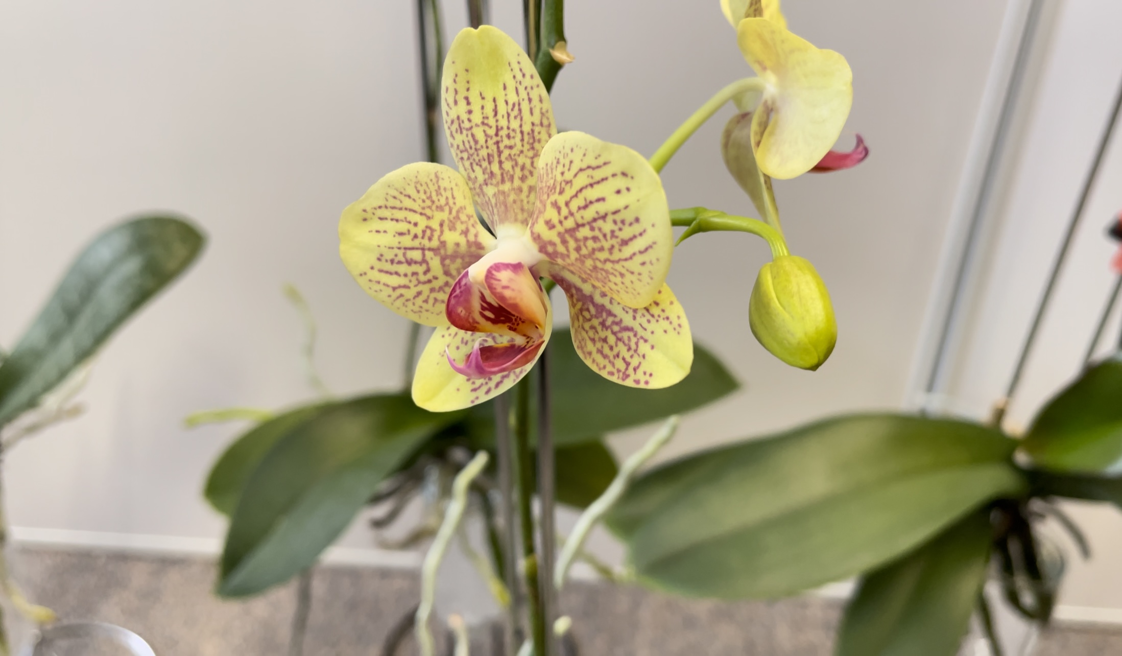 orchid care, orchid flower, orchid plants,orchid rebloom, orchid care for beginners, orchid water culture, repotting orchids, watering orchids, how to grow orchids,When will an orchid flower again?What to do after Phalaenopsis blooms fall?What to do with new orchid roots,How much sunlight does an orchid need?where to cut an orchid spike after blooming?How to fertilize orchids?How to water orchids?